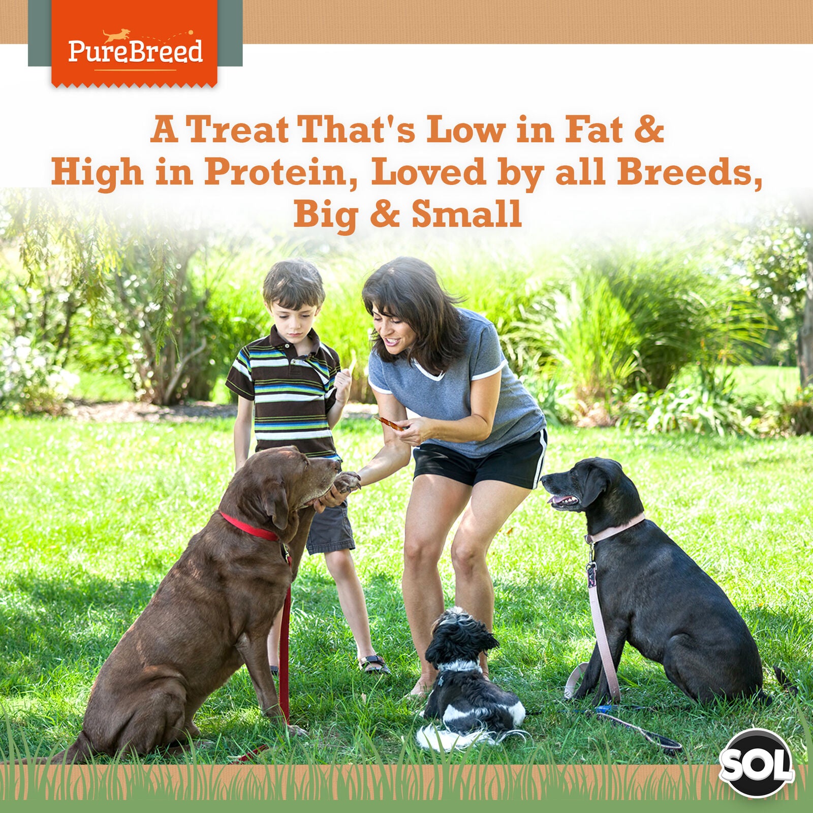 50Pk Dog Chews Treats Rawhide Twists Sticks Wrapped in Chicken Meat Healthy Food