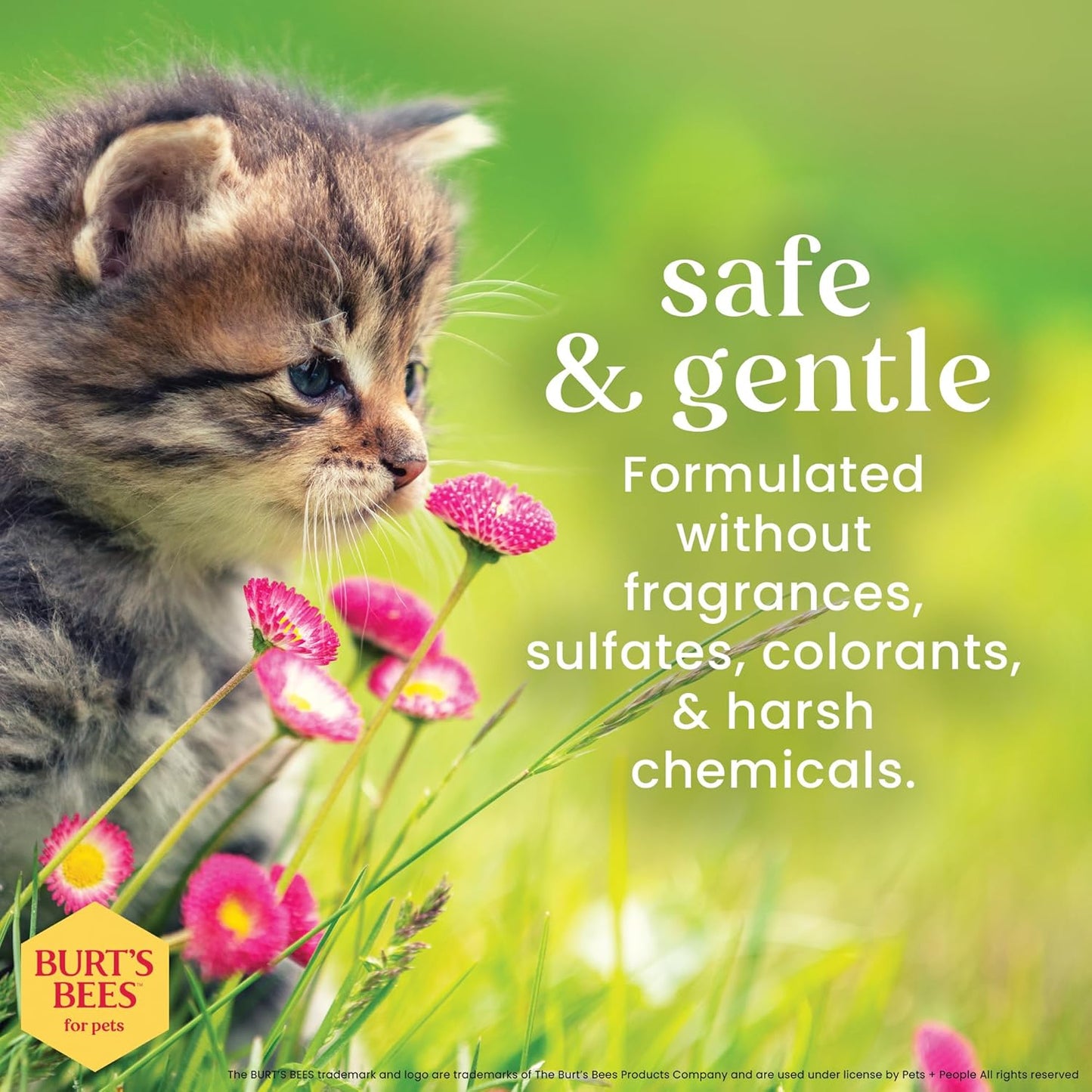 Naturally Derived Kitten Tearless Shampoo with Buttermilk, Cat Shampoo, Kitten Shampoo for Cats - Cat Grooming Supplies, Cat Bath Supplies, 10 Fl Oz