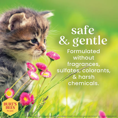 Naturally Derived Kitten Tearless Shampoo with Buttermilk, Cat Shampoo, Kitten Shampoo for Cats - Cat Grooming Supplies, Cat Bath Supplies, 10 Fl Oz