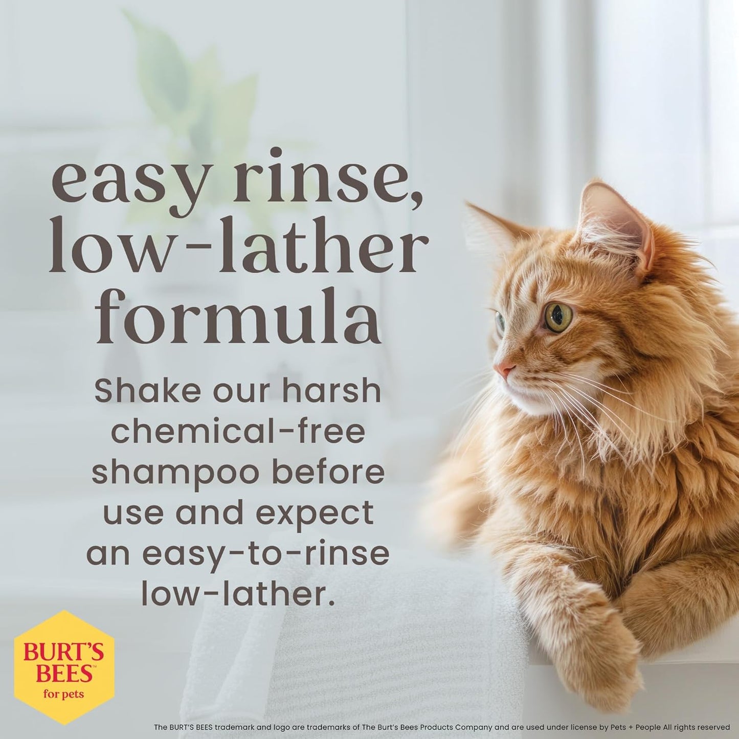 Naturally Derived Kitten Tearless Shampoo with Buttermilk, Cat Shampoo, Kitten Shampoo for Cats - Cat Grooming Supplies, Cat Bath Supplies, 10 Fl Oz