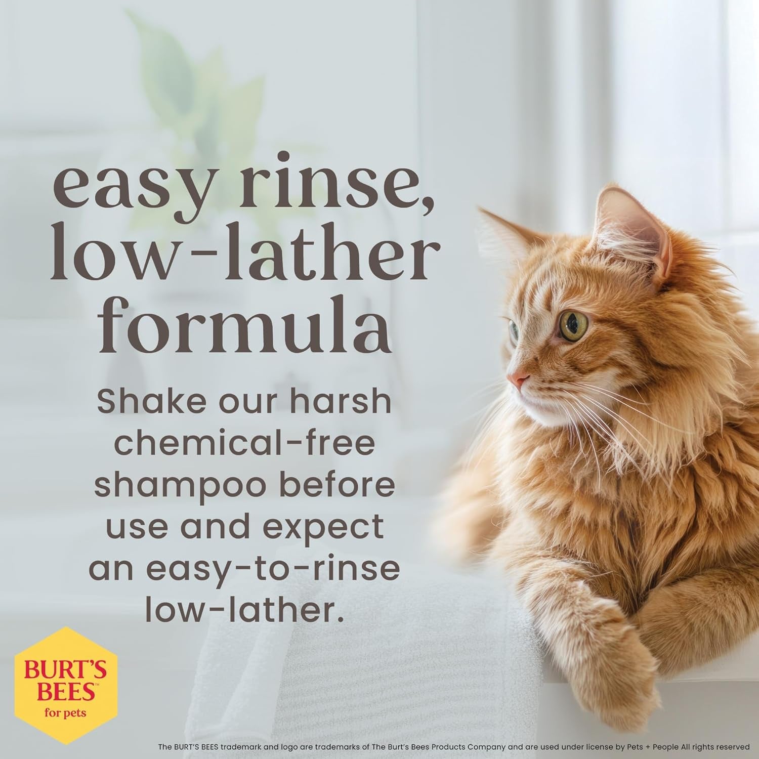 Naturally Derived Kitten Tearless Shampoo with Buttermilk, Cat Shampoo, Kitten Shampoo for Cats - Cat Grooming Supplies, Cat Bath Supplies, 10 Fl Oz