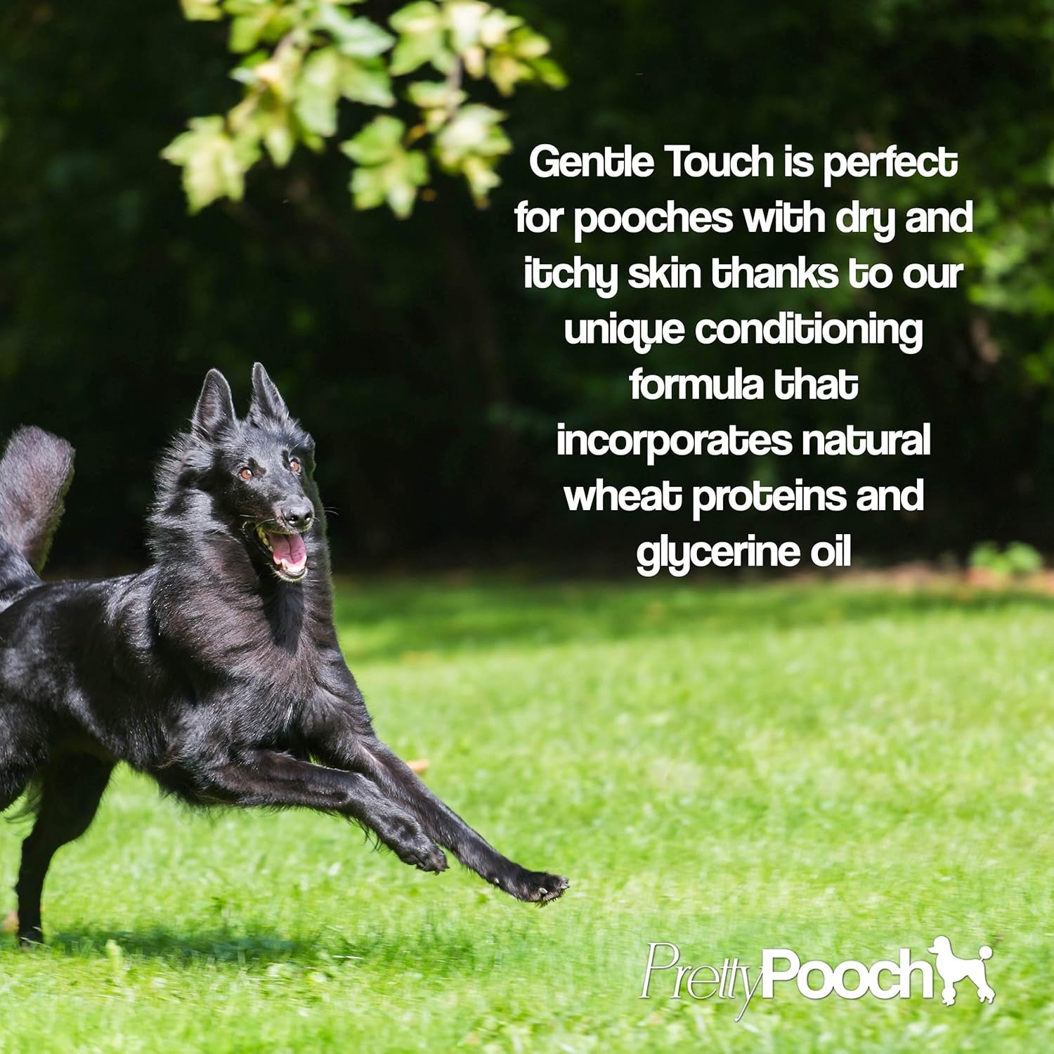 ® Gentle Touch Dog Shampoo & Conditioner - 2 Litres (Baby Powder Fragrance) - a Non-Itchy, Professional Deep Cleaning Shampoo for Dogs with Sensitive Skin! (2 Litre Baby Powder)